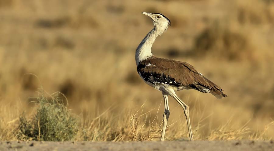 gny-karnataka-s-great-indian-bustard-in-peril